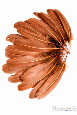 Gans - 15-21 cm - kastanie